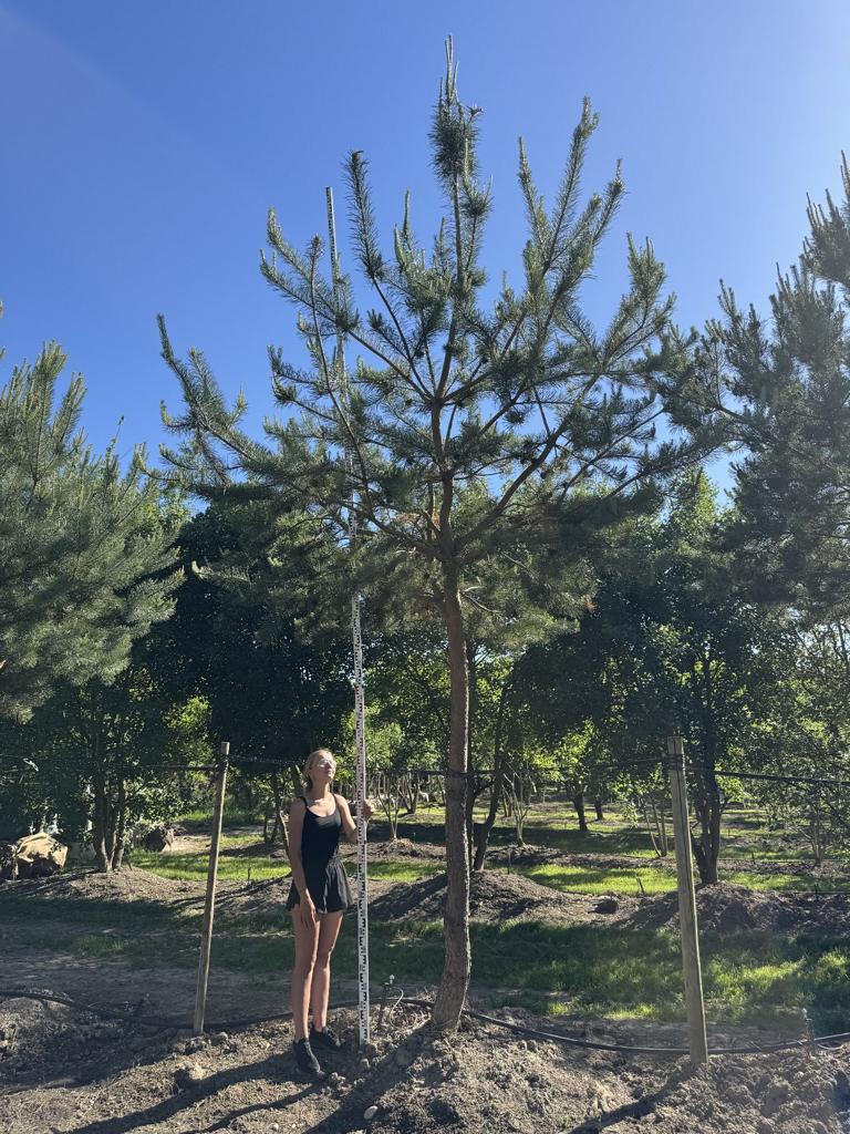 Pinus sylvestris