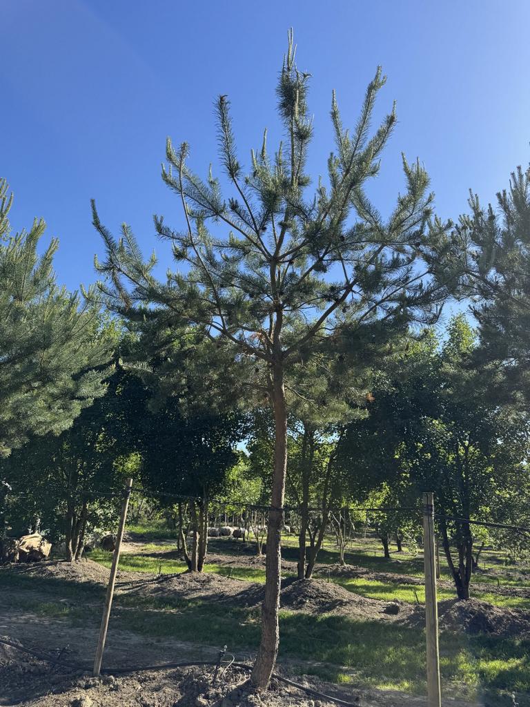 Pinus sylvestris
