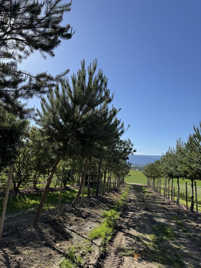 Pinus sylvestris