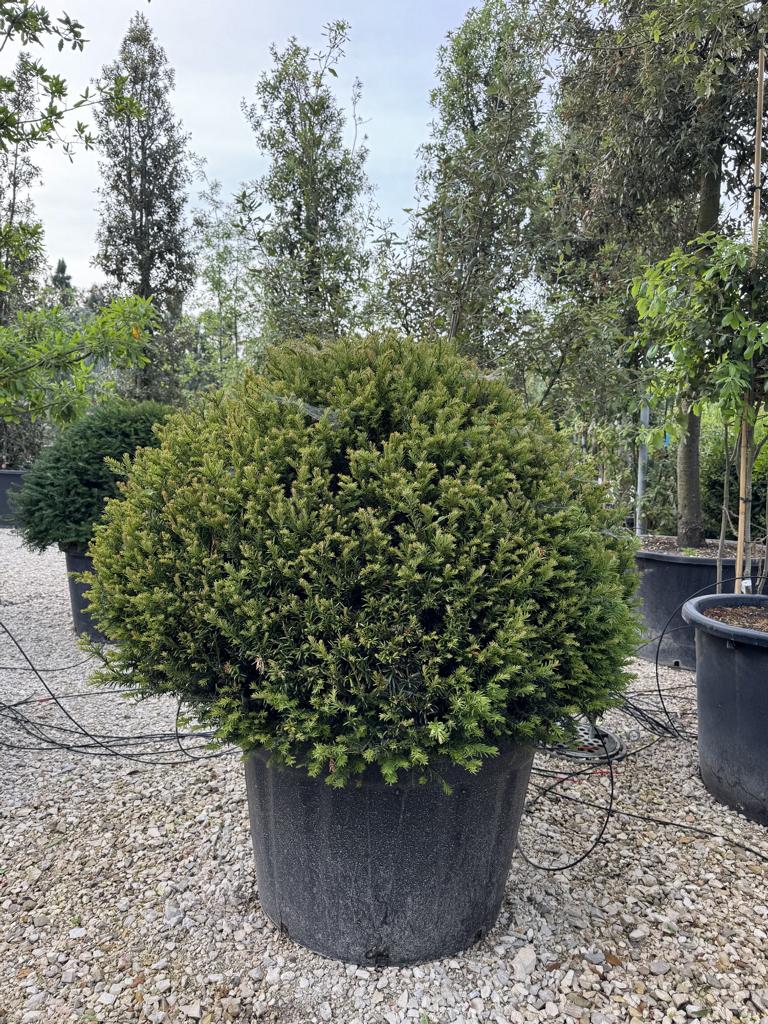 Taxus baccata kugelförmig