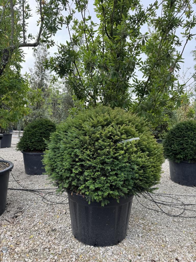 Taxus baccata kugelförmig