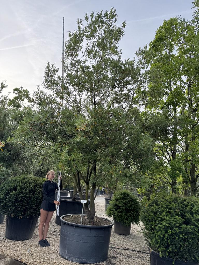 Quercus hispanica (x) 'Waasland'