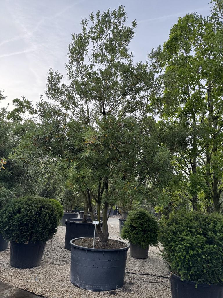 Quercus hispanica (x) 'Waasland'