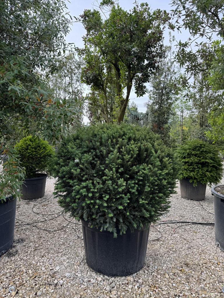 Taxus baccata kugelförmig