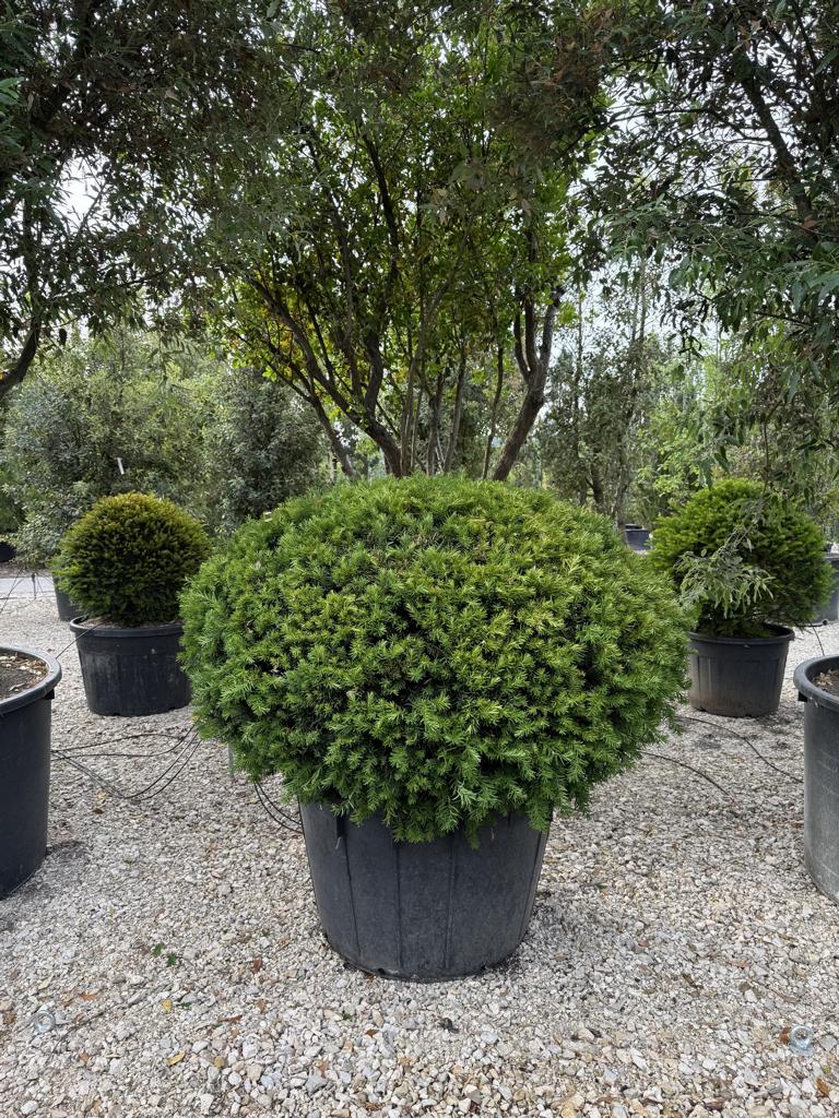 Taxus baccata kugelförmig