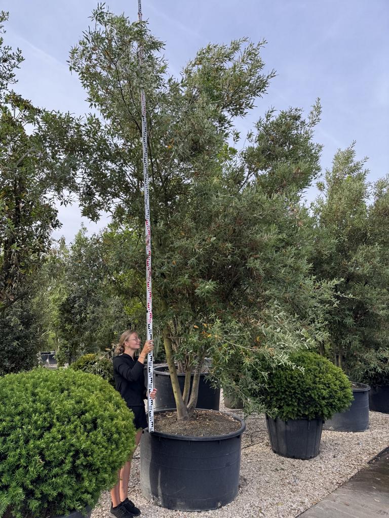 Quercus hispanica (x) 'Waasland'