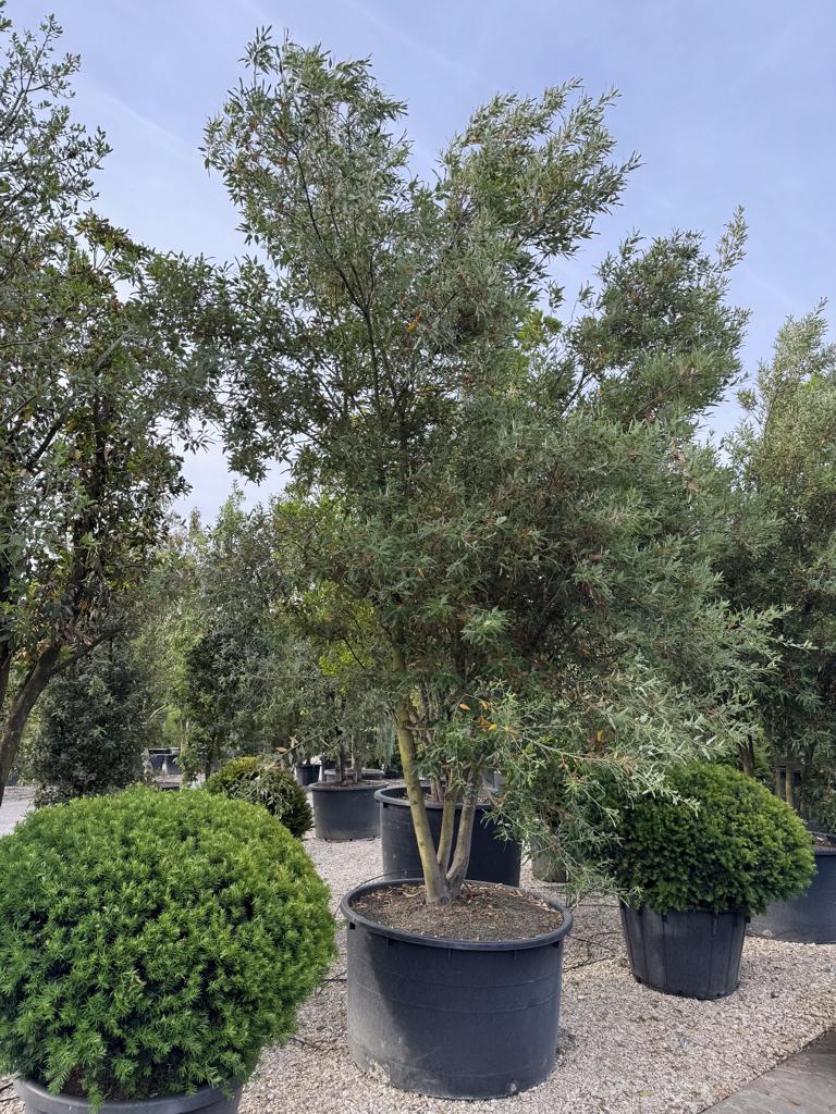 Quercus hispanica (x) 'Waasland'