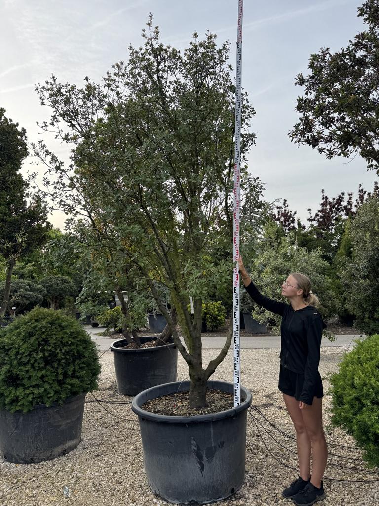 Quercus coccifera