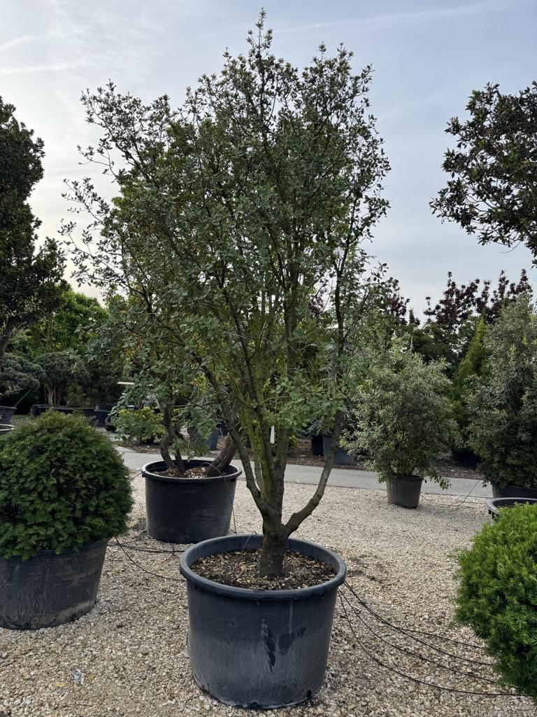 Quercus coccifera