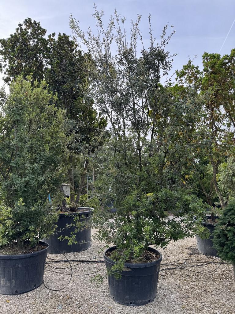 Quercus coccifera