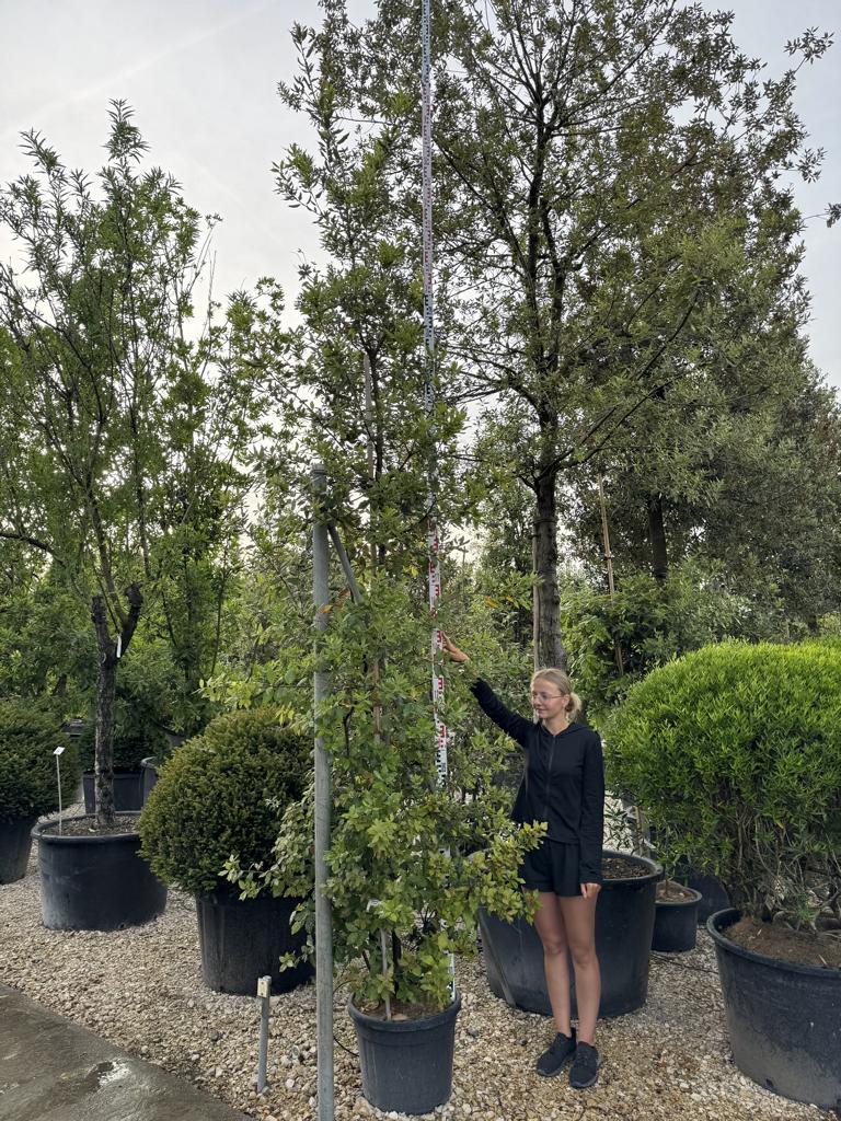 Quercus ilex