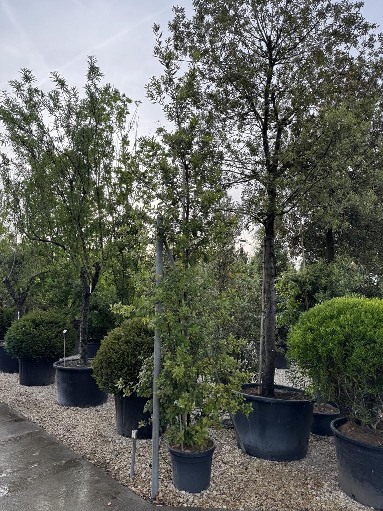 Quercus ilex