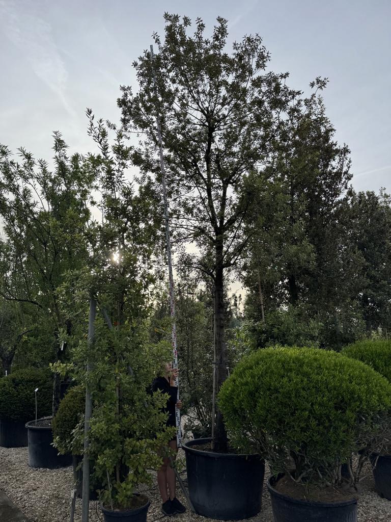 Quercus ilex