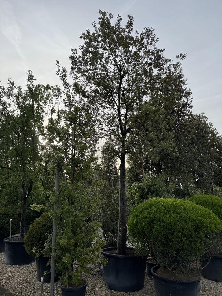 Quercus ilex