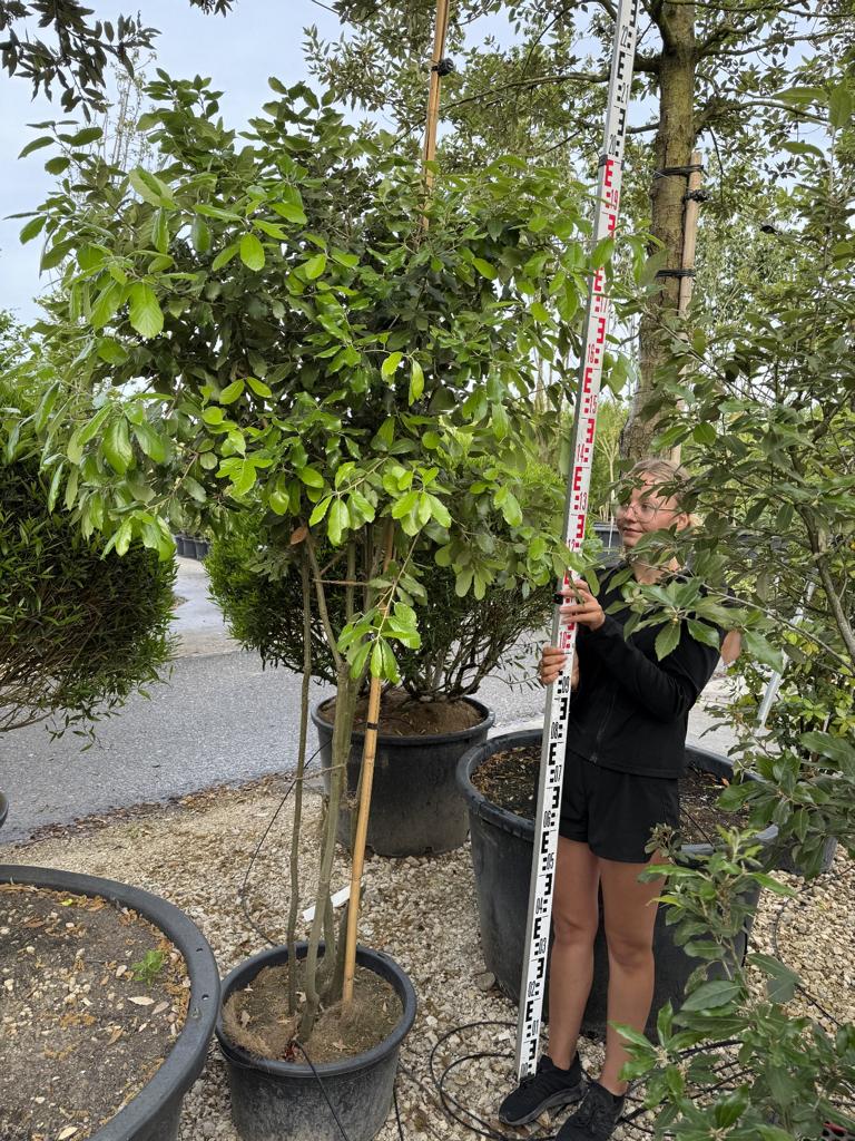Quercus ilex