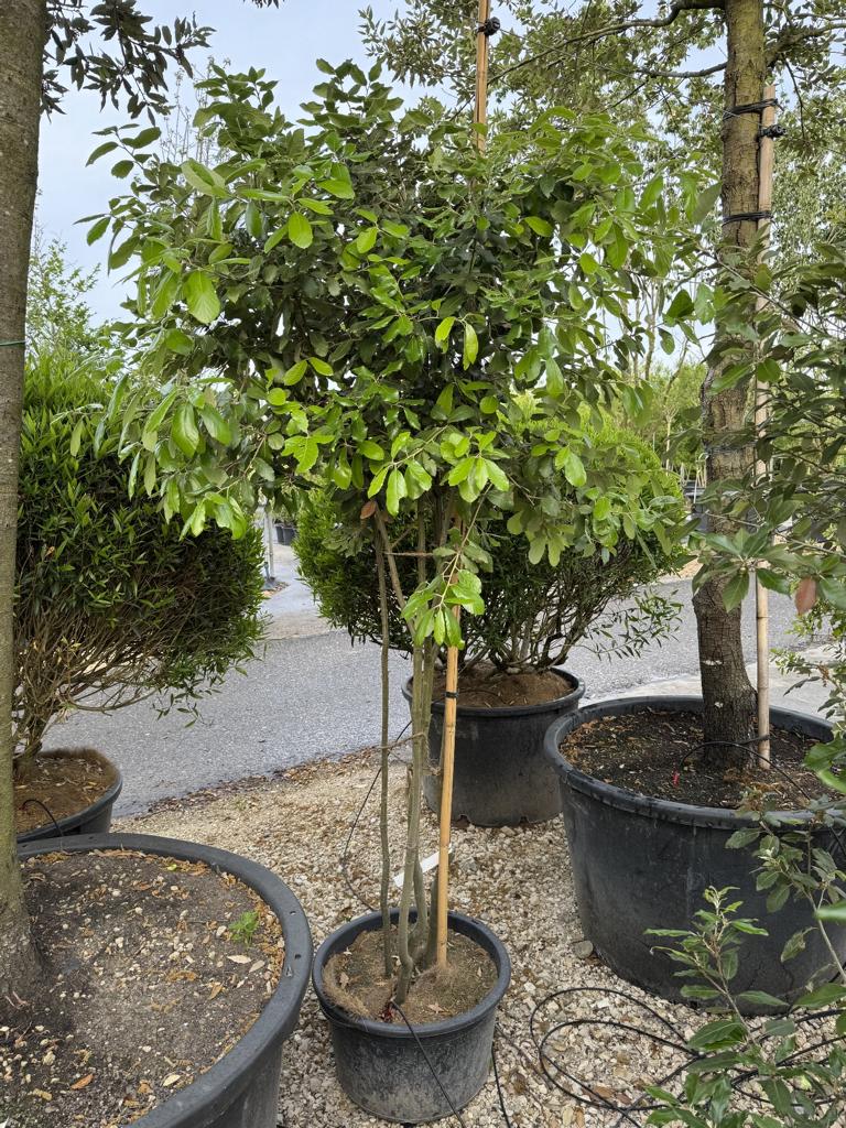 Quercus ilex