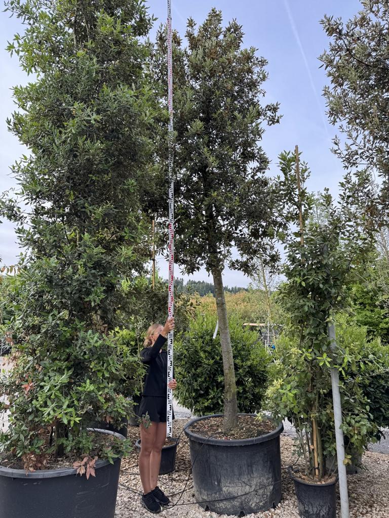 Quercus ilex