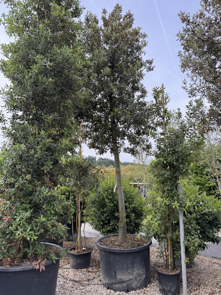 Quercus ilex