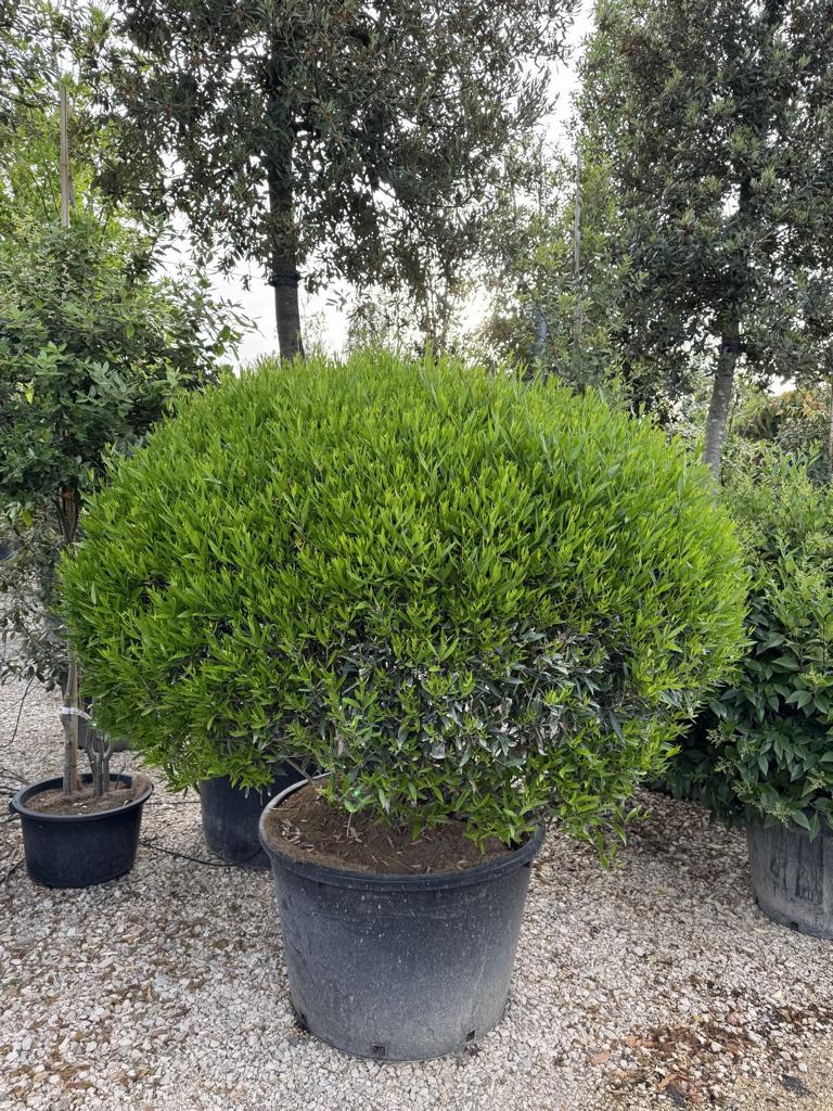 Phillyrea angustifolia kugelförmig