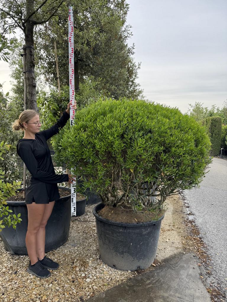 Phillyrea angustifolia kugelförmig
