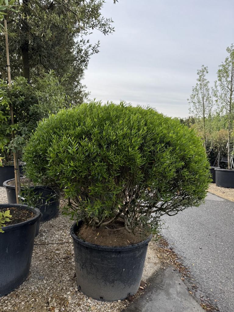 Phillyrea angustifolia kugelförmig