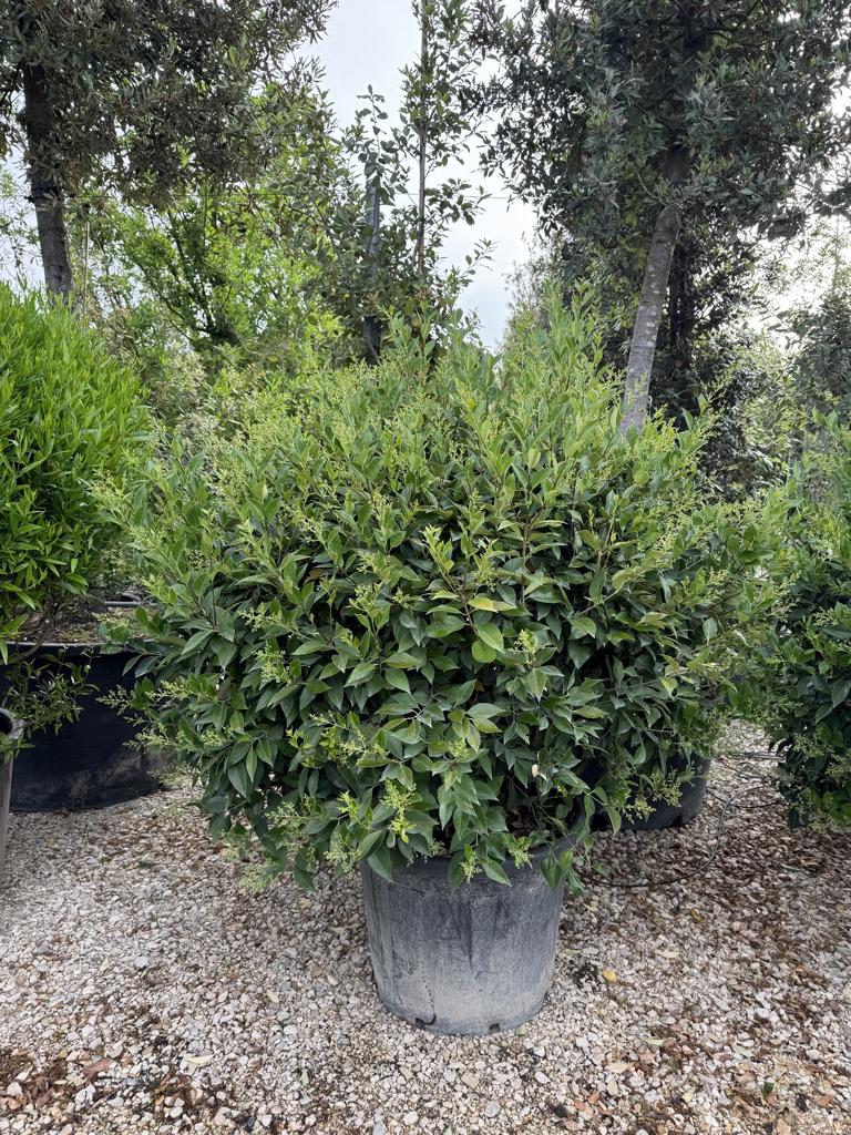 Ligustrum lucidum Kugel