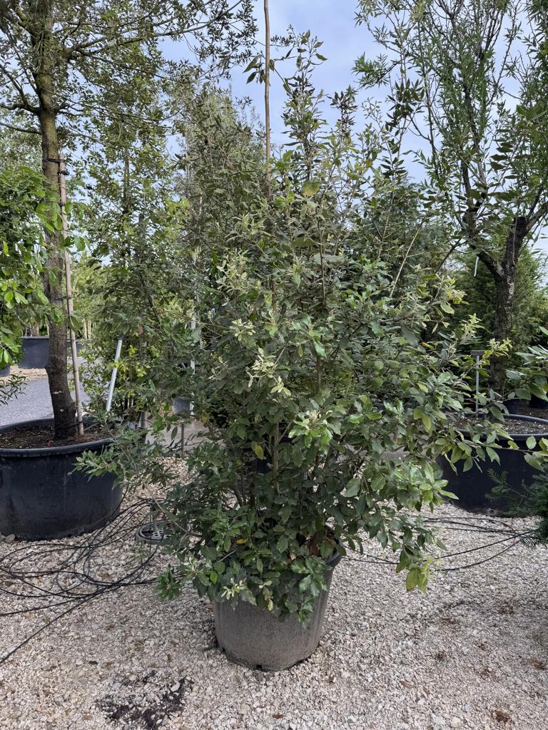 Quercus ilex