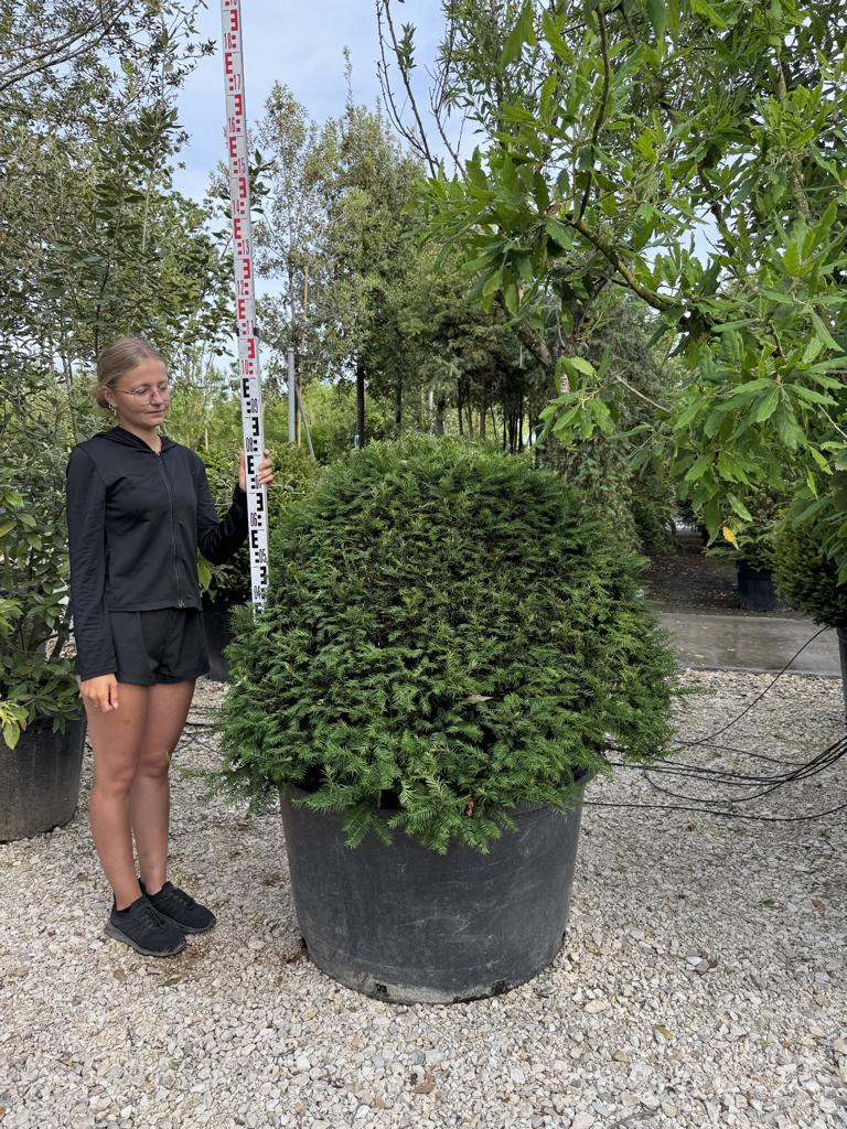 Taxus baccata kugelförmig