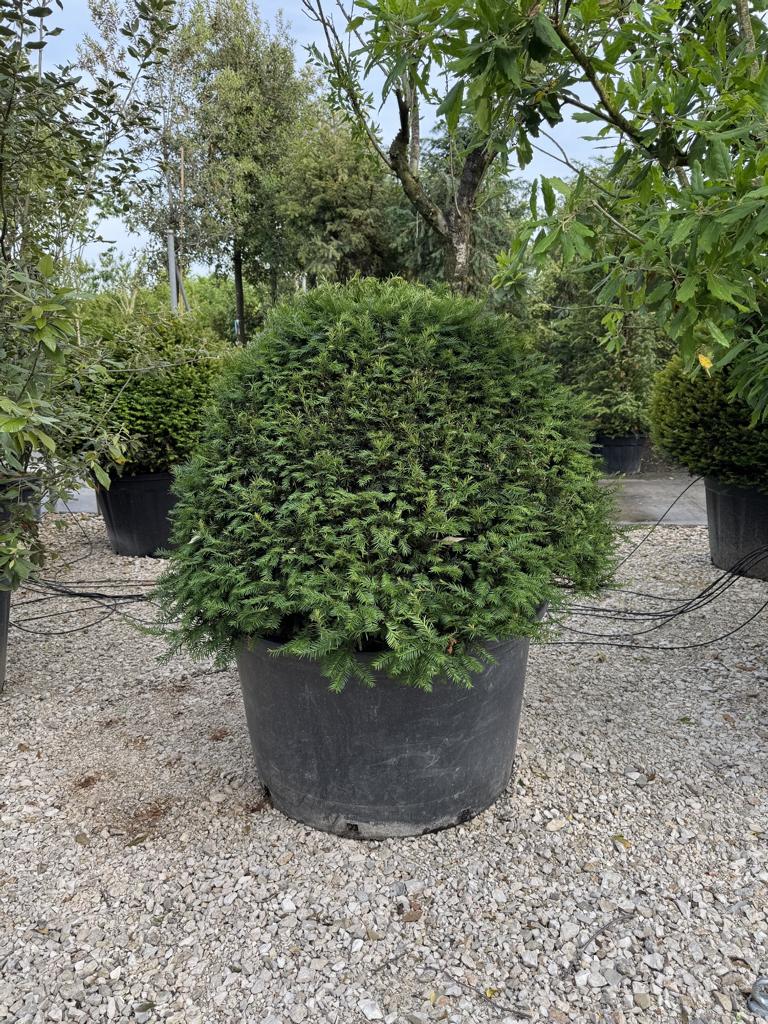 Taxus baccata kugelförmig