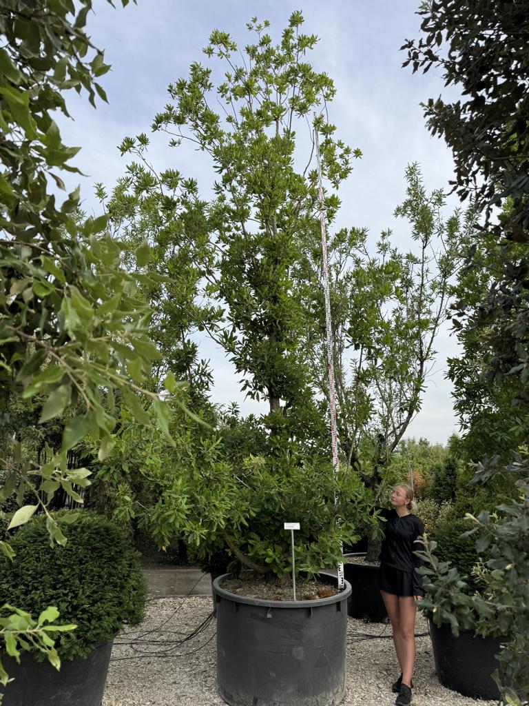Quercus turneri (x) 'Pseudoturneri'