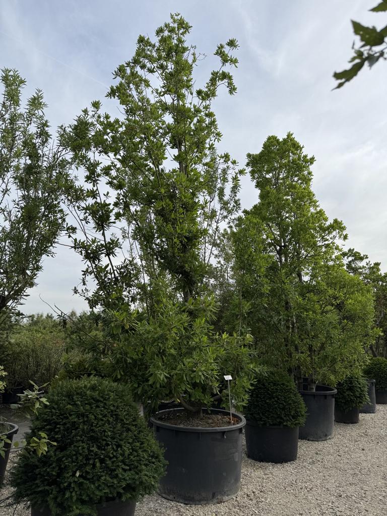 Quercus turneri (x) 'Pseudoturneri'