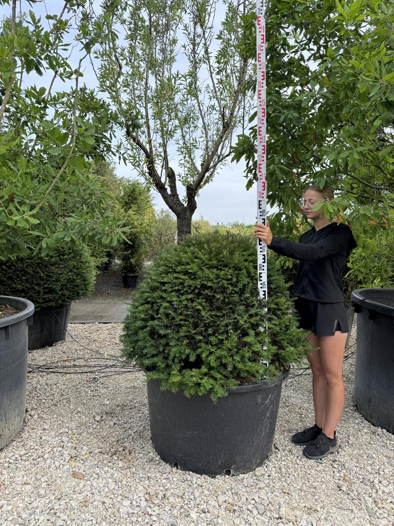 Taxus baccata kugelförmig