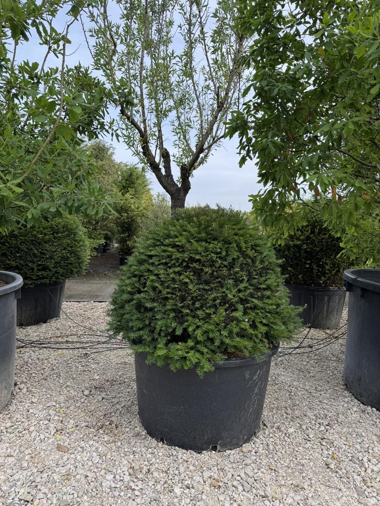 Taxus baccata kugelförmig