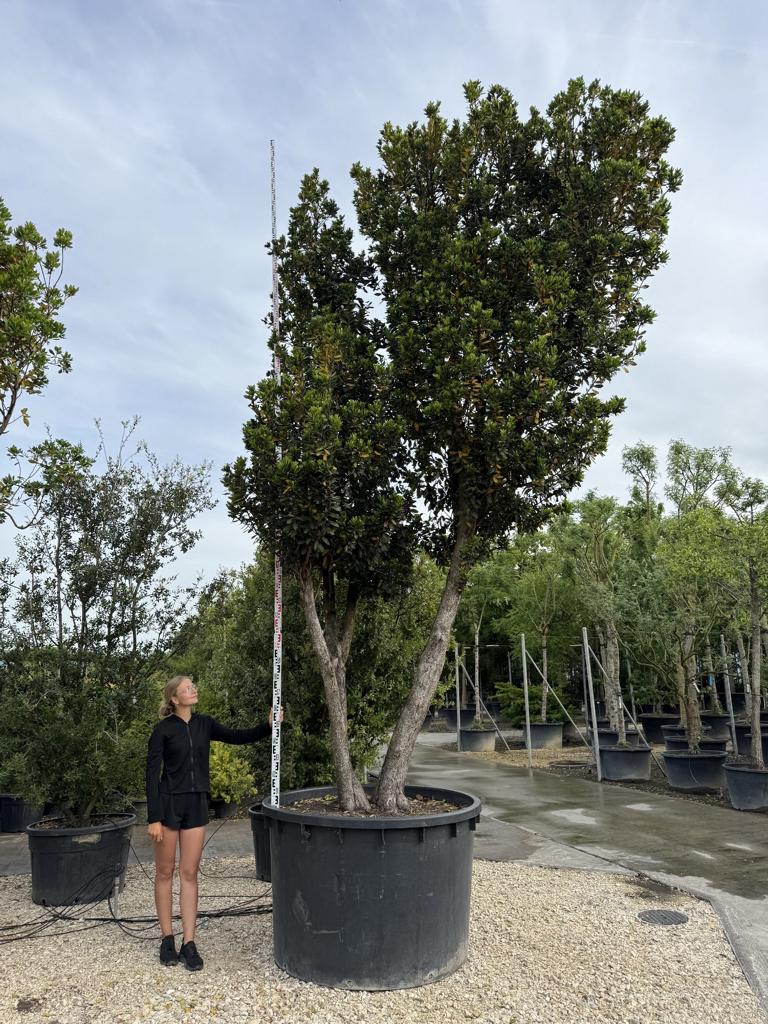 Arbutus unedo