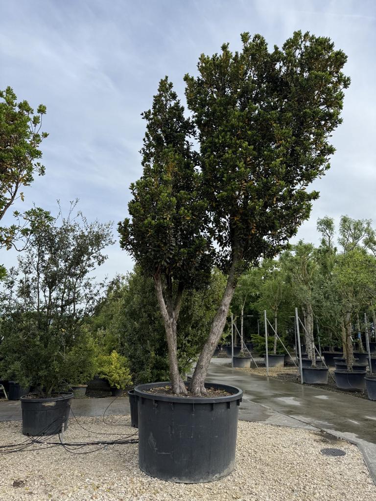 Arbutus unedo