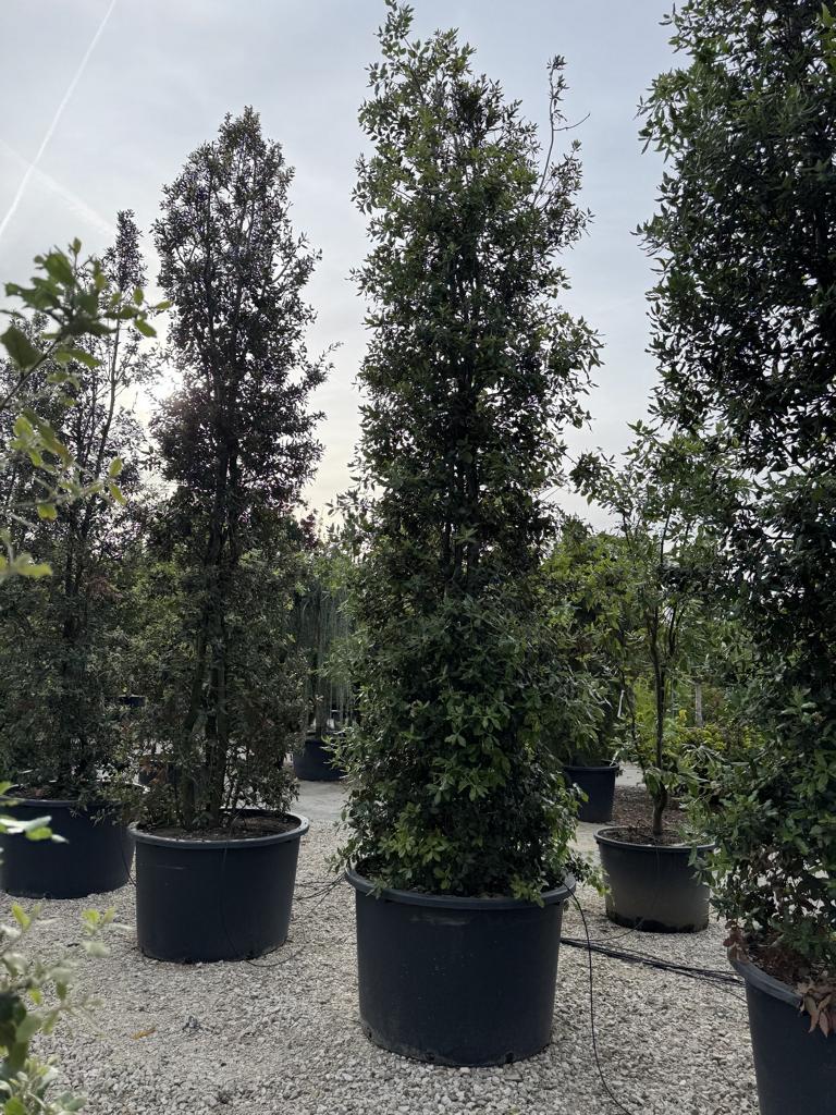 Quercus ilex