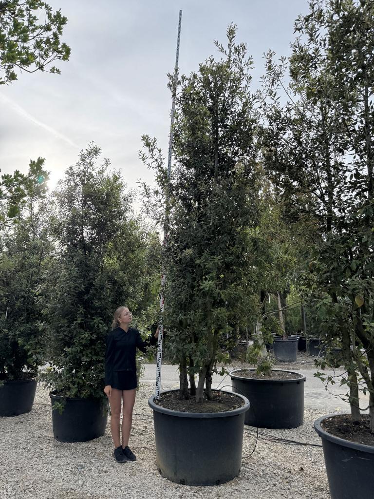 Quercus ilex