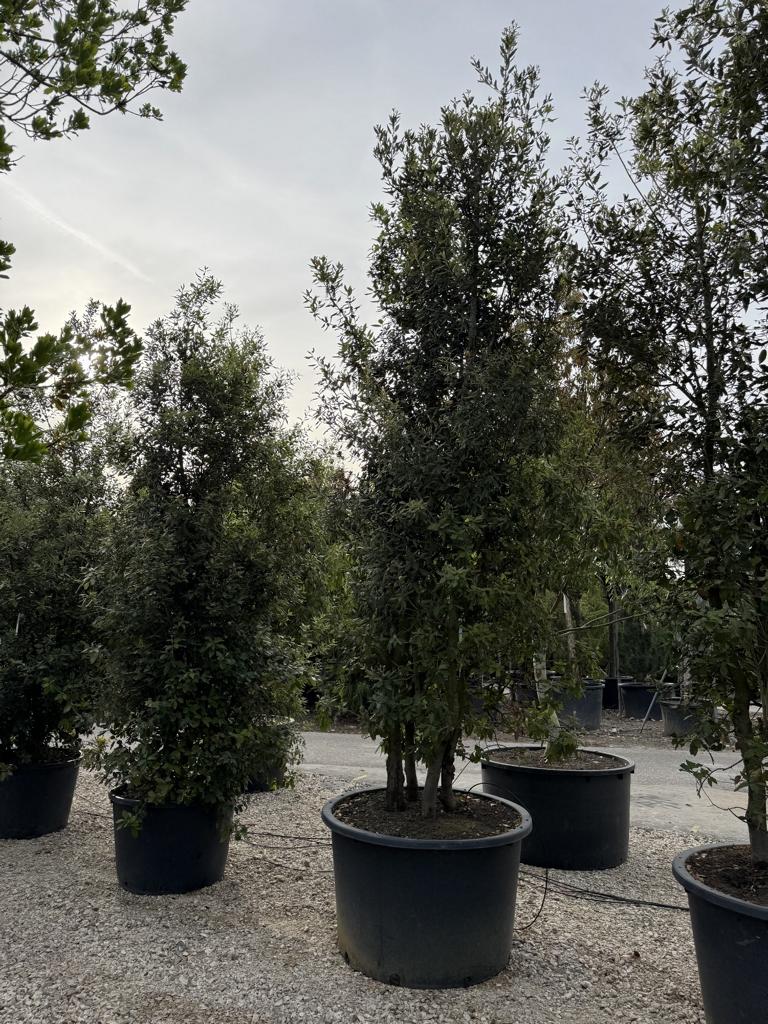 Quercus ilex