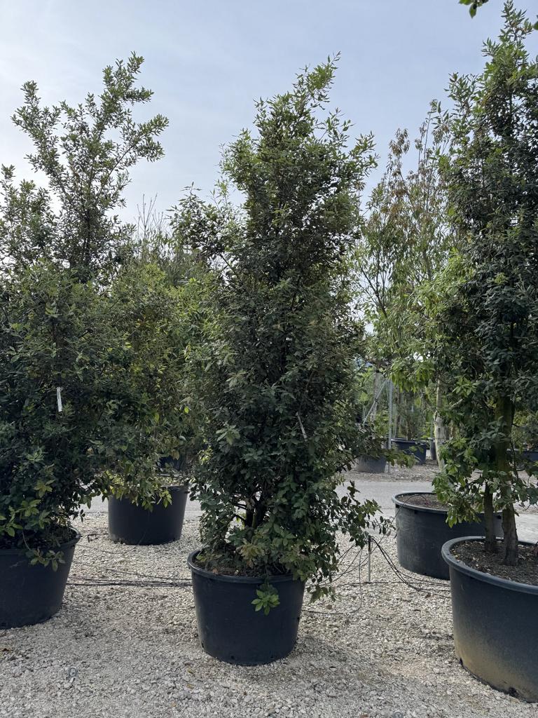 Quercus ilex
