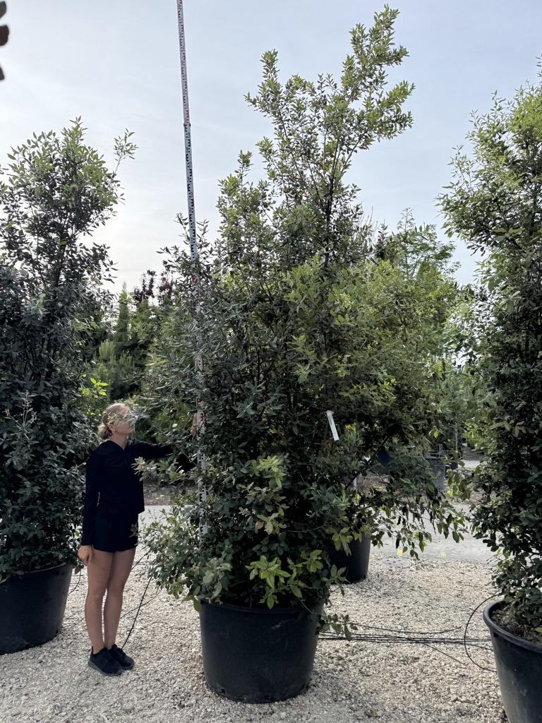 Quercus ilex