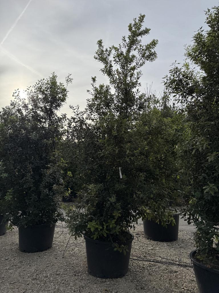 Quercus ilex