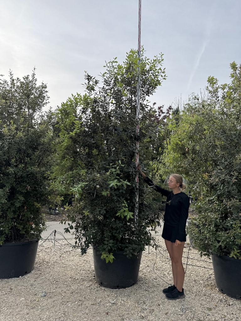 Quercus ilex