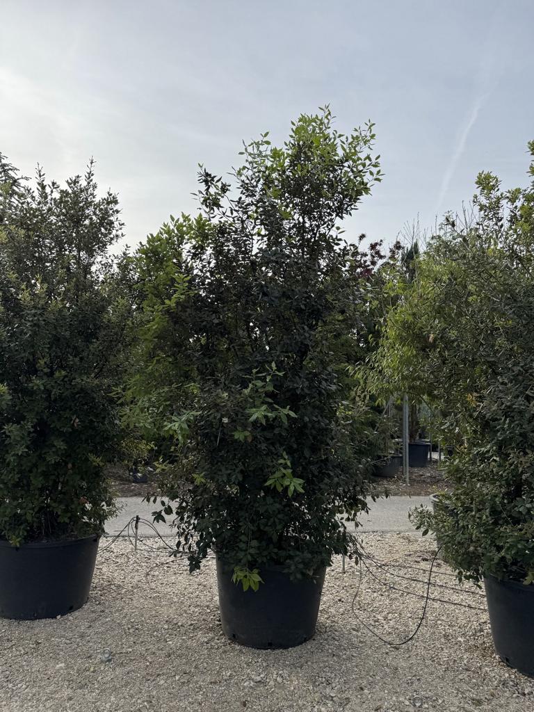 Quercus ilex
