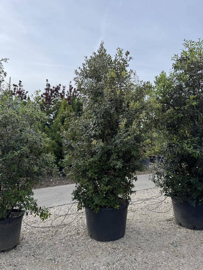Quercus ilex