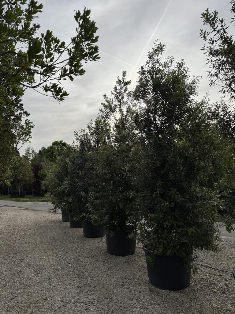 Quercus ilex