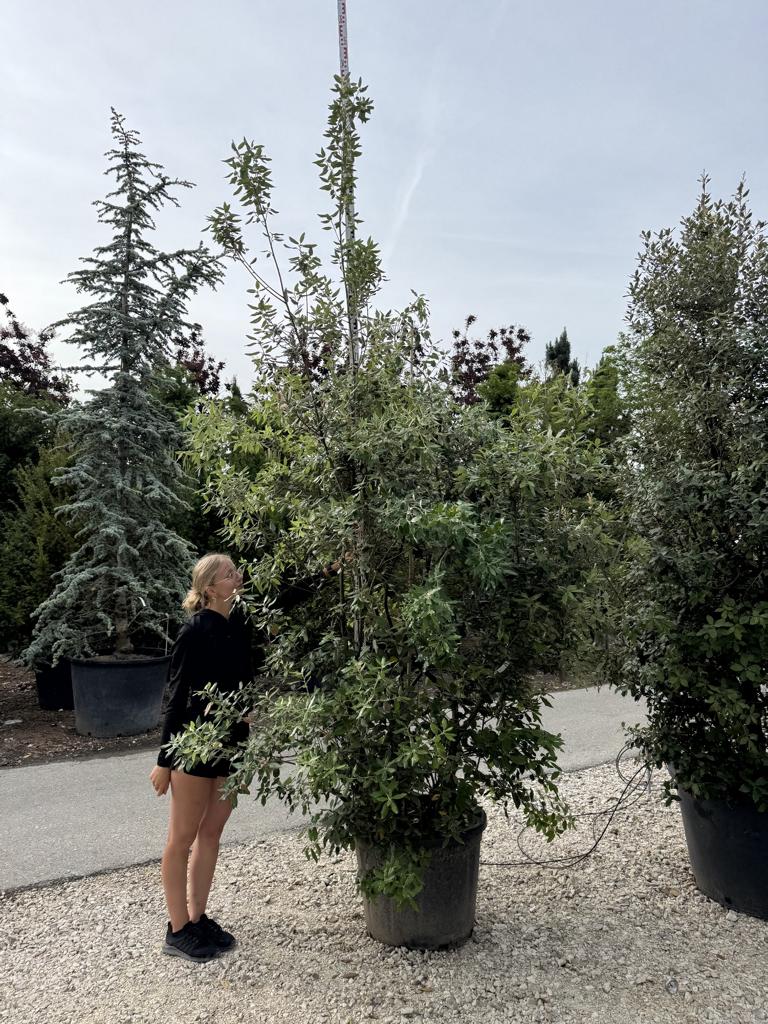 Quercus ilex