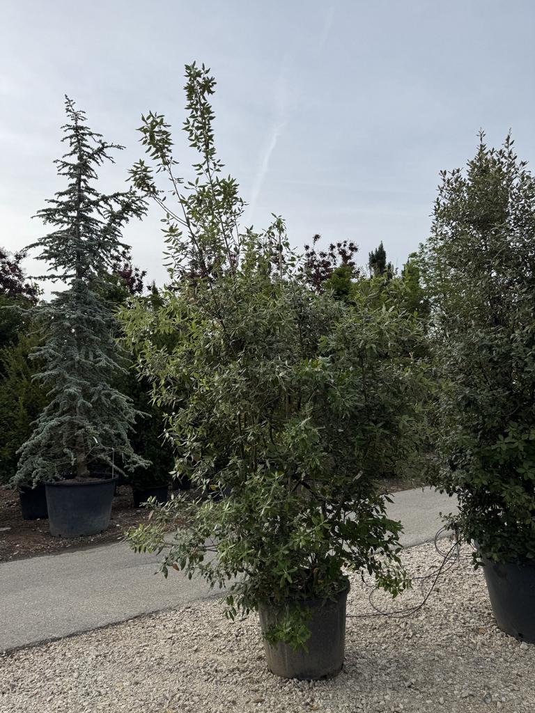 Quercus ilex