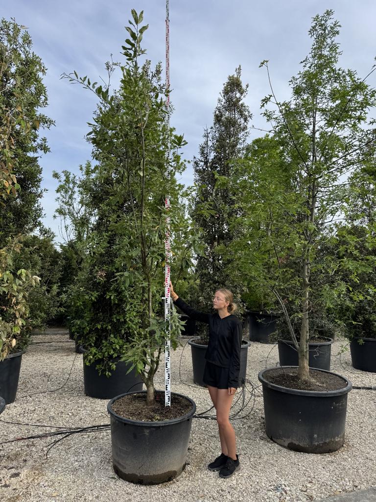 Quercus castaneifolia 'Green Spire'