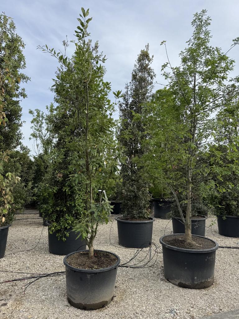 Quercus castaneifolia 'Green Spire'