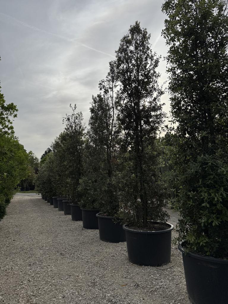 Quercus castaneifolia 'Green Spire'